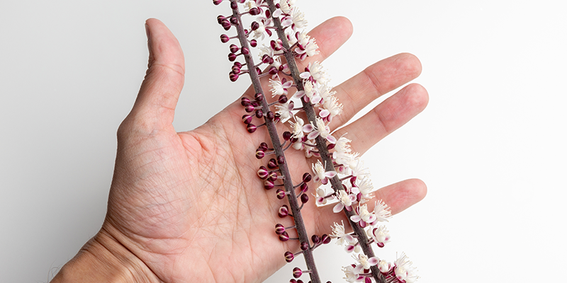 El cohosh negro contiene sustancias con diferentes propiedades medicinales.