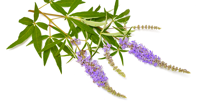 Los frutos del árbol casto contienen varios compuestos naturales que ayudan a combatir los síntomas de la menopausia.