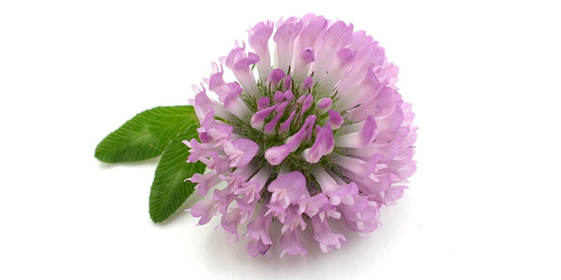 El trébol rojo contiene isoflavonas que ayudan a aliviar síntomas de la menopausia.