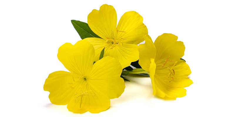 El aceite obtenido de la onagra común se usa para tratar problemas de salud femenina.