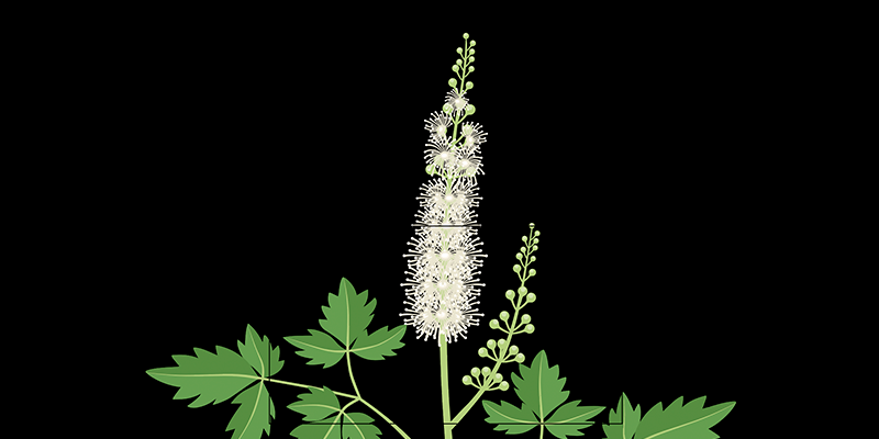 Cimicifuga racemosa