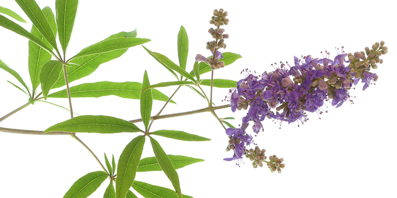 Vitex agnus-castus